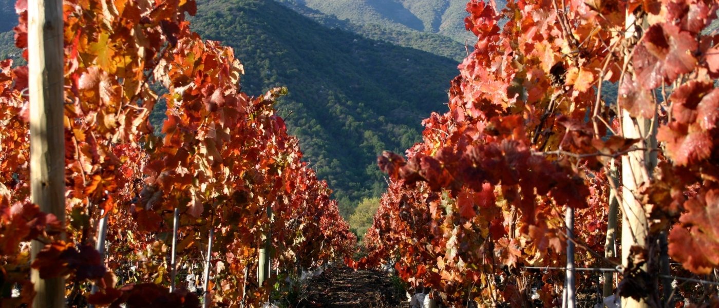 wine tours chile - Wine Paths
